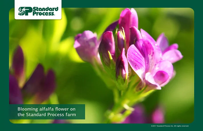 Chiropractic Kenosha WI Standard Process Alfalfa Flower